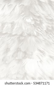 White Feather Texture Background