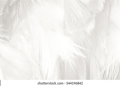  White Feather Texture Background