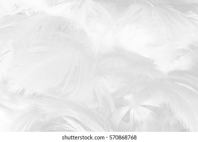  white feather texture background