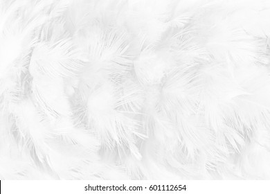 White Feather Texture Background Stock Photo 601112654 | Shutterstock