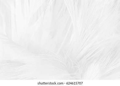 white feather texture background - Shutterstock ID 624615707