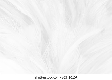 white feather texture background - Shutterstock ID 663410107
