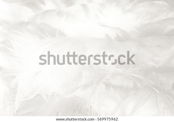 Arriere Plan Texture Plume Blanche Photo De Stock Modifiable Arriere Plan Texture Plume Blanche Photo De Stock Modifiable