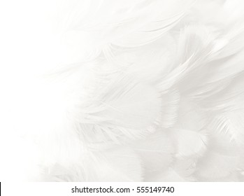 White Feather Texture Background,free Space For Add Text Or Baby Products And Other
