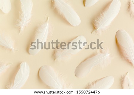 White feather texture on a beige background. Feather background. Flat lay, top view