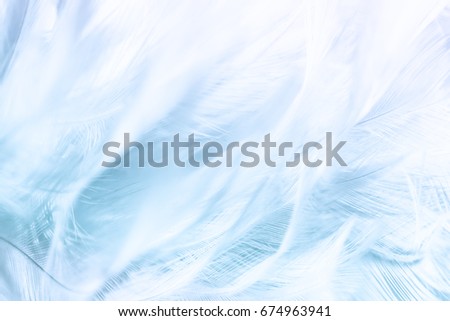 White feather texure background