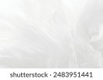 White Feather Wool Texture Background