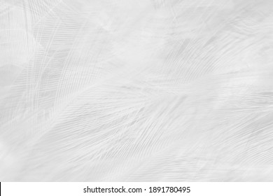 white feather wooly pattern texture background - Φωτογραφία στοκ