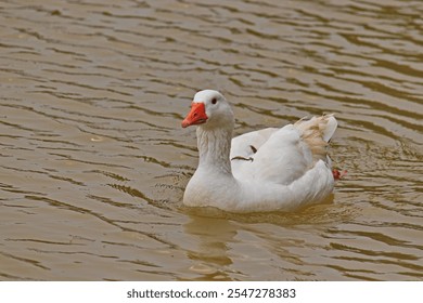 white feathered duck, swimming calmly in the lake. - Powered by Shutterstock