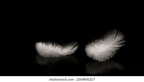White Feathers Falling against Black Background, Normandy - Shutterstock ID 2364806327