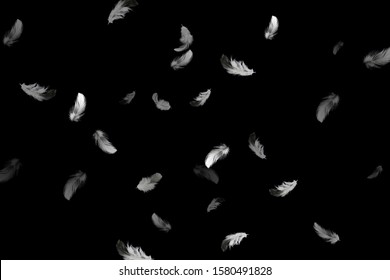 White feathers floating in the dark, feathers abstract background.
