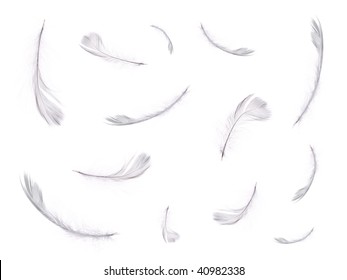 White Feathers Floating On White Background