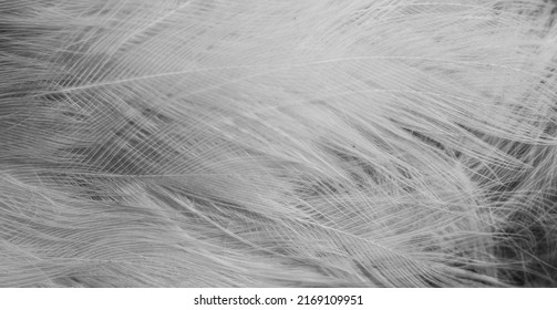 white feathers with visible details. background or textura