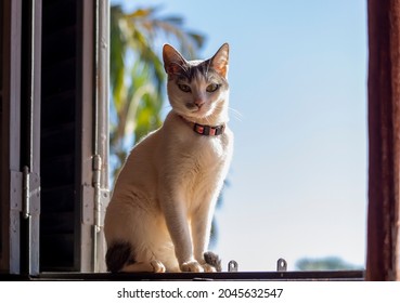 A white female cat with gray ears, wearing a pink collar, sunbathing at the window of house. Pet lover. Animal world. Cat Lover.
