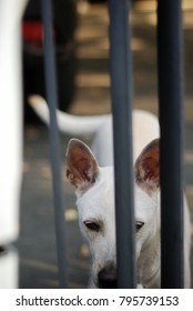 A white female dog waiting for her owner behind the black iron gate.