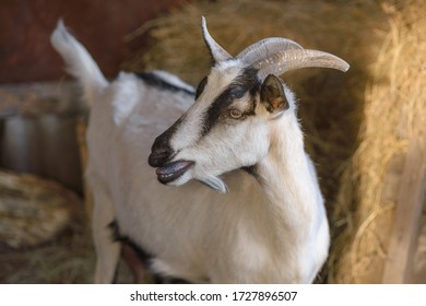 A White Female Goat With Black Stripes Scream And Bleats. Close Up, Copy Space, Selective Focus. 