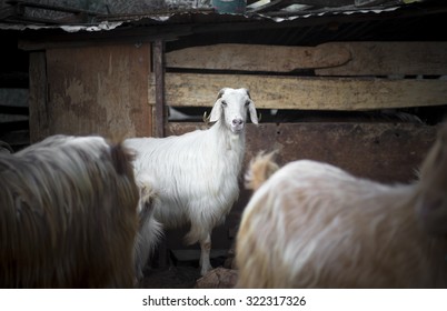 Slaughter Goat High Res Stock Images Shutterstock