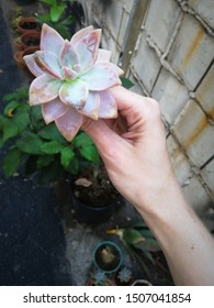 White Female Hand Holding A Pinkish Green Echeveria Succulent, Container Garden, Asphalt And Concrete Wall In The Background