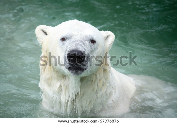 outdoor polar bear