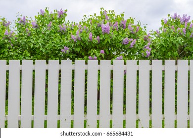 Fence White Tree Wall Stock Photo 426597763 | Shutterstock