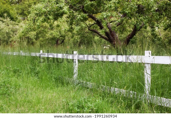 White fence in farm field ranch. Wooden rustic fence\
in village. Green pastures of horse farms. Summer garden in\
backyard and wooden fence. Fence on green grass and the trees\
behind. \
