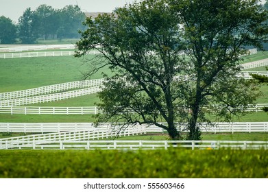 White fenced fields near Lexington, Kentucky.