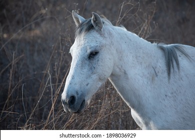 White Feral Horse With Infected Eye