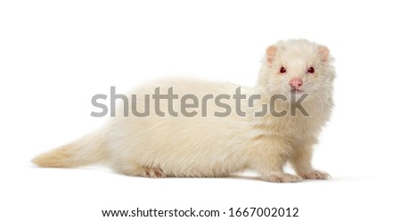 White Ferret looking at the camera, isolated on white