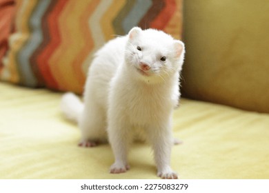 White ferret standing on couch