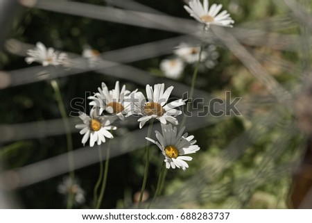 Similar – Image, Stock Photo #A0# Wildflowers