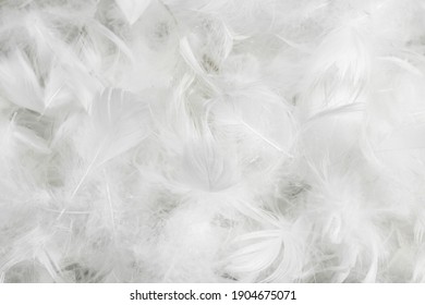 white fine duck feathers. background or texture