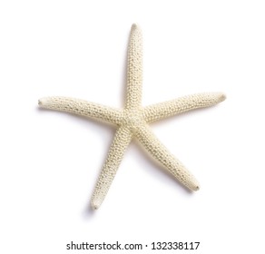 White Finger Starfish isolated on white background. Sea stars and shells.