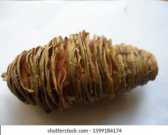 White Fir Cone (Abies Concolor)