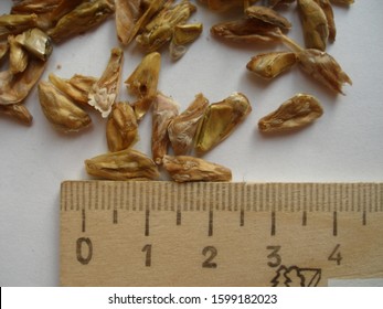 White Fir Seeds (Abies Concolor)