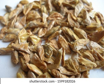 White Fir Seeds (Abies Concolor)