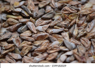 White Fir Seeds (Abies Concolor)