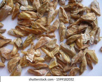 White Fir Seeds (Abies Concolor)