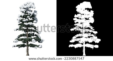 White Fir Tree isolated on white background with alpha clipping mask
