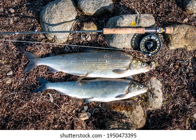 White fish fly fishing on swedish sea coast
