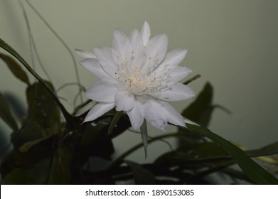 White Fishbone Cactus Wijayakusuma Flower