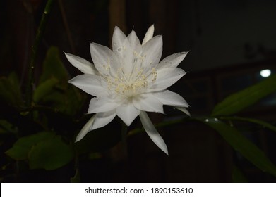 White Fishbone Cactus Wijayakusuma Flowers