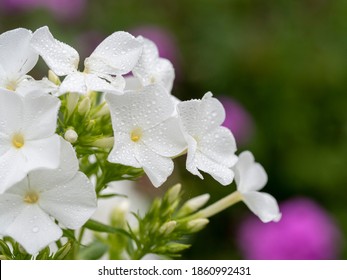 White flame flowers of phlox. Flowering garden phlox, perennial or summer phlox in the garden on a sunny day.Close up