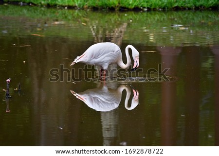 White flamingo on natural habitat. Beautiful reflections on the lake
