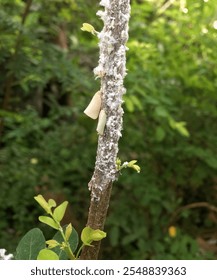 Saltamontes planos blancos posados