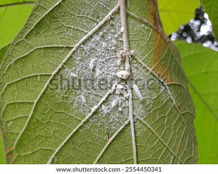 White flatid plant hopper attack on teak tree leaf. Under leaf surface covered with white waxy powder