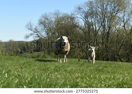 White fleeced ewe and lambstood on the field with trees and hedges behind.The two sheep are mid field looking at the camera. Blue sky in springtime in United Kingdom. 