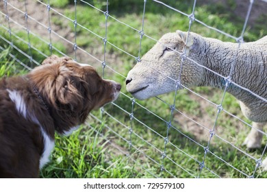 A white fleecy sheep sticks his nose through a fence to sniff a brown and white sheepdog