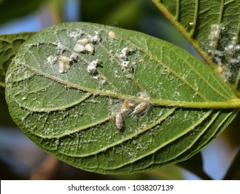 28 Mealybug Guava Images, Stock Photos & Vectors | Shutterstock