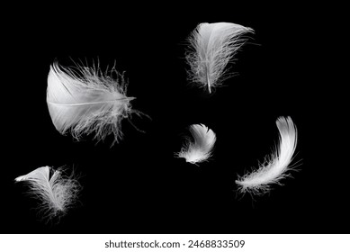 White floating feather isolated on a black background. 