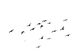 White Flock Of Birds Flying